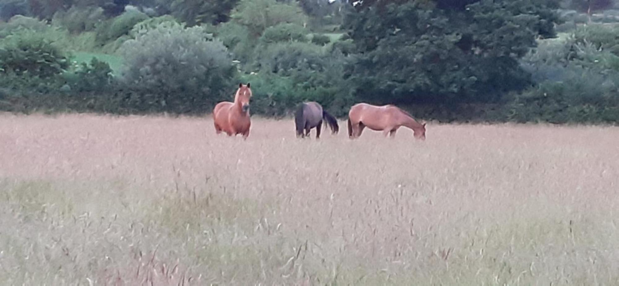 Ferienwohnung Reitanlage Baerenz Selk Zewnętrze zdjęcie