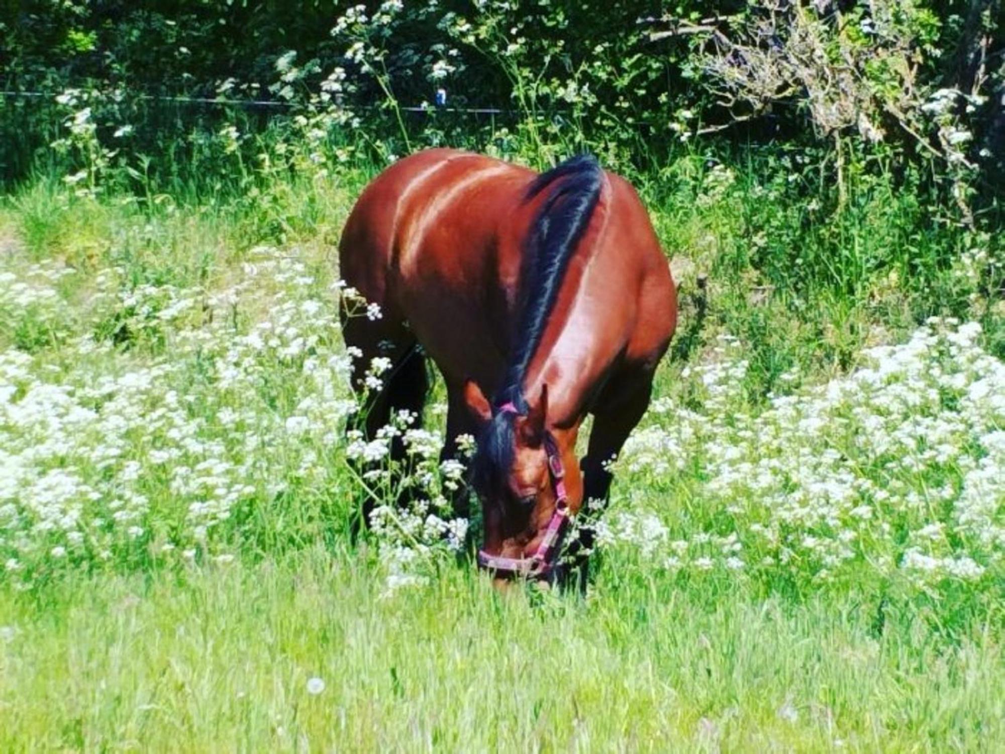 Ferienwohnung Reitanlage Baerenz Selk Zewnętrze zdjęcie